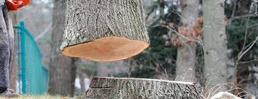 Trusted Boyertown, PA Tree Services Experts