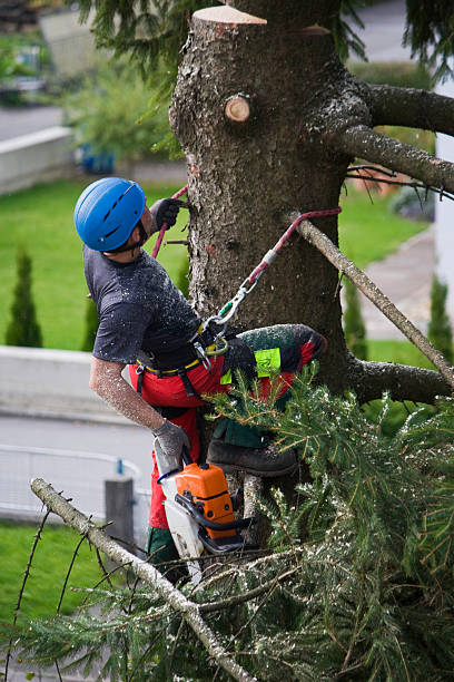Best Aeration Services  in Boyertown, PA