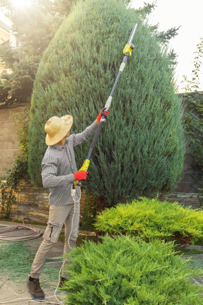 Best Tree Disease Treatment  in Boyertown, PA